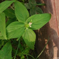 Spigelia anthelmia L.